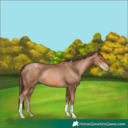 Horse Color:Liver Chestnut Pearl 