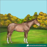 Horse Color:Liver Chestnut Pearl 