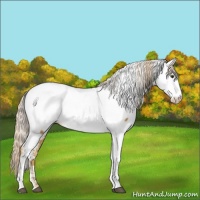 Horse Color:Palomino Appaloosa 
