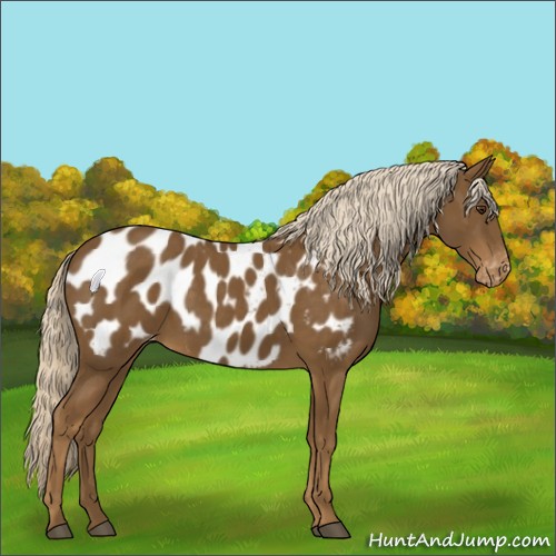 Horse Color:Chocolate Palomino Appaloosa 