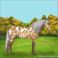 Horse Color:Silver Buckskin Appaloosa 