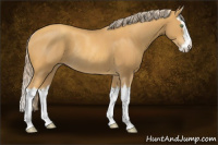 Horse Color:Gold Cream Champagne Splash Rabicano 