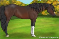 Horse Color:Brown 