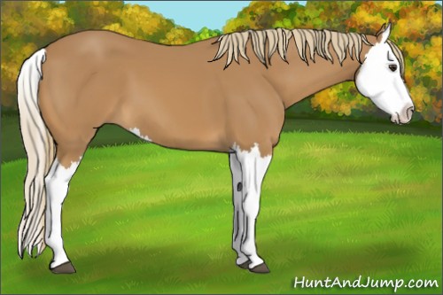 Horse Color:Chestnut Splash 