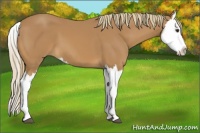 Horse Color:Chestnut Splash