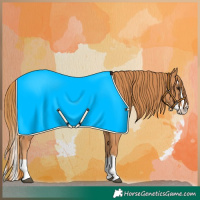Horse Color:Chestnut Splash 