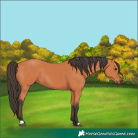 Horse Color:Bay 