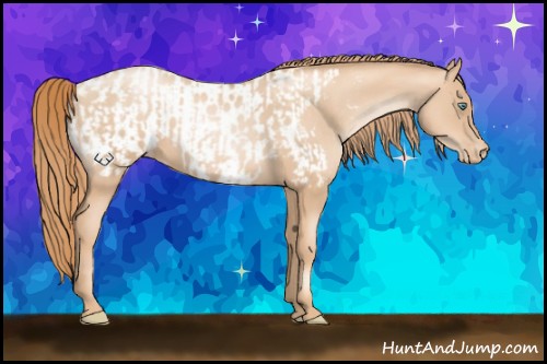 Horse Color:Gold Champagne Pearl Rabicano  and Gold Champagne Pearl Appaloosa Rabicano 
