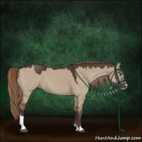 Horse Color:Liver Red Dun Sabino
