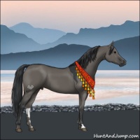 Horse Color:Grullo