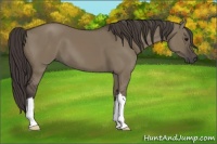 Horse Color:Smoky Grullo 