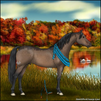 Horse Color:Brown Dun 