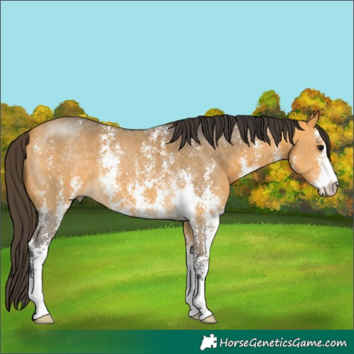 Horse Color:Buckskin Sabino 