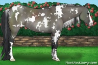 Horse Color:White Spotted Grullo Sabino Rabicano