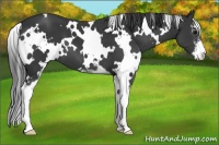 Horse Color:White Spotted Black Sabino