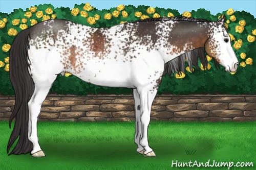 Horse Color:White Spotted Buckskin Sabino Rabicano