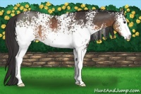 Horse Color:White Spotted Buckskin Sabino Rabicano