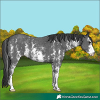 Horse Color:Black Sabino 