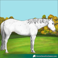 Horse Color:Black Sabino 