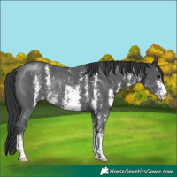 Horse Color:Black Sabino Rabicano 