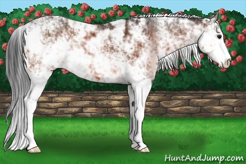 Horse Color:Brown Sabino