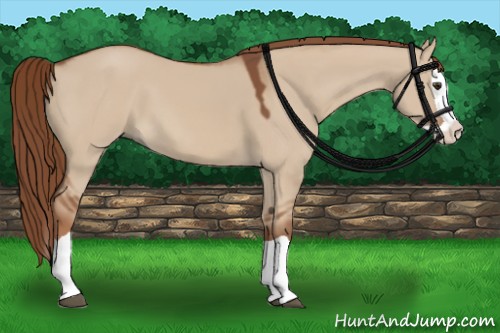 Horse Color:Red Dun Splash 