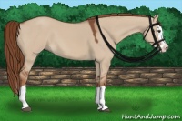 Horse Color:Red Dun Splash