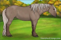 Horse Color:Silver Grullo 