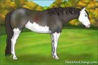 Horse Color:Smoky Black Sabino Splash 