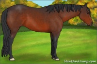 Horse Color:Brown 