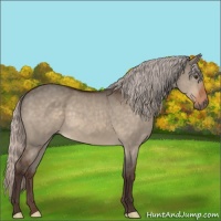 Horse Color:Silver Brown Dun