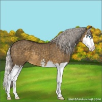 Horse Color:Silver Smoky Grullo Sabino Splash 