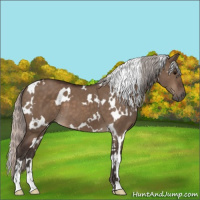 Horse Color:White Spotted Silver Brown Dun Sabino