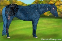 Horse Color:ERROR: UNKNOWN ANOMALY