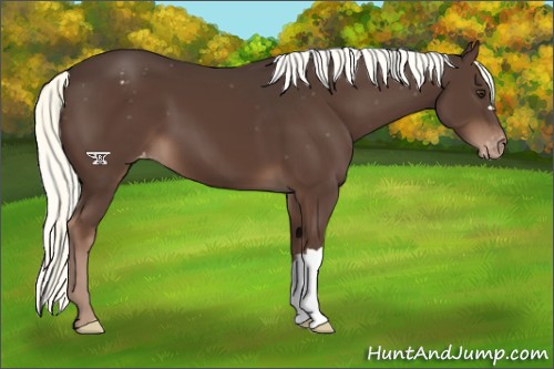 Horse Color:Liver Chestnut Mushroom Varnish