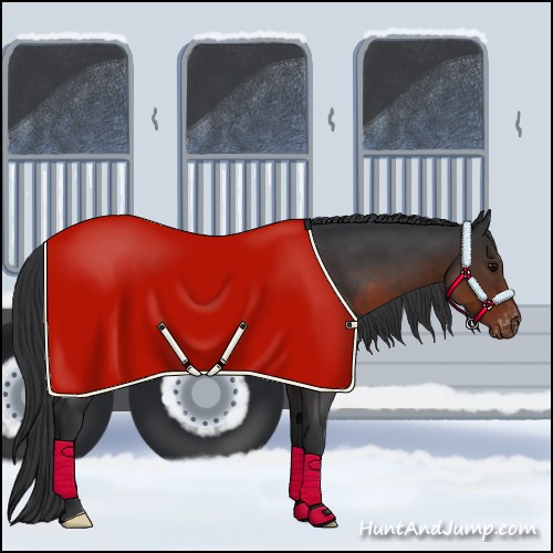 Horse Color:Brown Appaloosa 