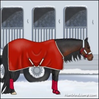 Horse Color:Brown Appaloosa 