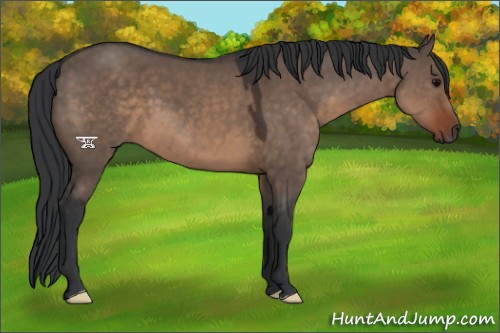 Horse Color:Brown Dun