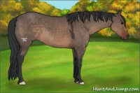 Horse Color:Brown Dun 