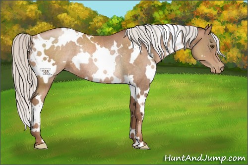 Horse Color:White Spotted Silver Brown Pearl Rabicano