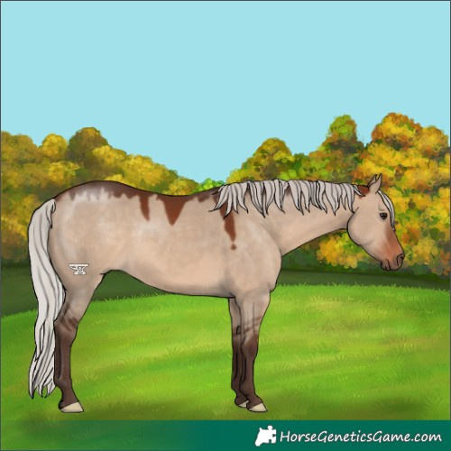 Horse Color:Silver Brown Dun