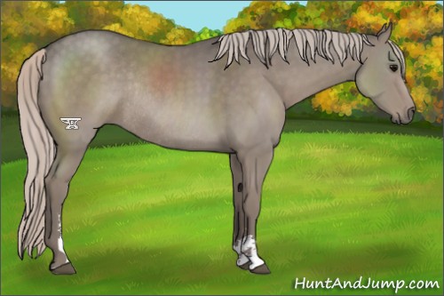 Horse Color:Silver Grullo Sabino Rabicano 