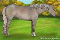 Horse Color:Silver Grullo Sabino Rabicano 