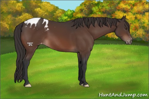Horse Color:Brown Mushroom Appaloosa