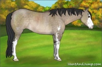 Horse Color:Brown Dun Sabino Rabicano 