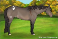 Horse Color:Bay Dun Appaloosa 