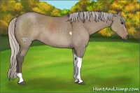 Horse Color:Silver Grullo Tobiano Rabicano