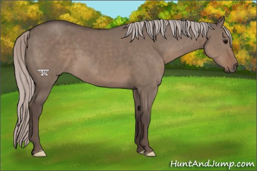 Horse Color:Silver Grullo 