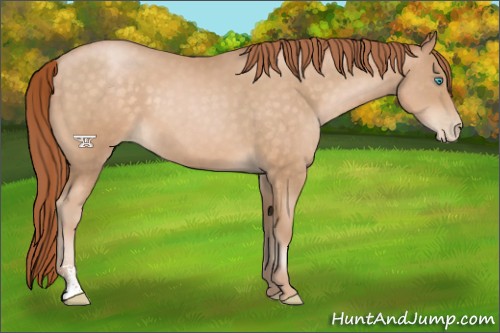 Horse Color:Buckskin Pearl Sabino