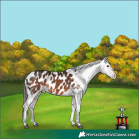 Horse Color:Bay Appaloosa 